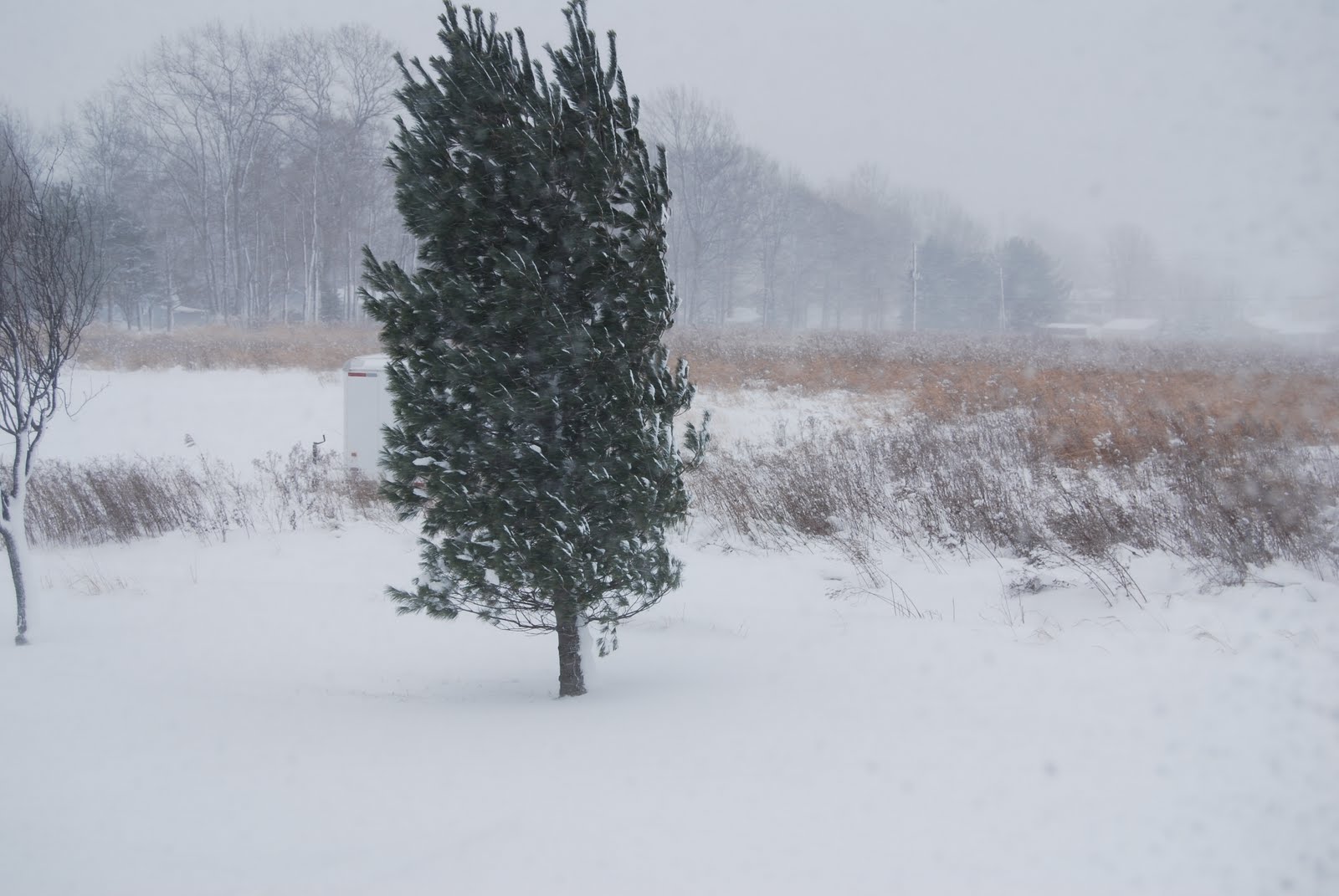 [December+2009+015.jpg]