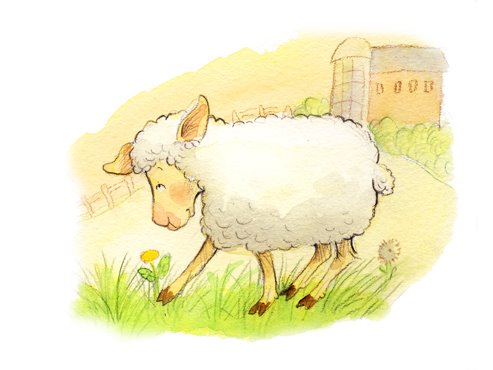 [shy-sheep.jpg]