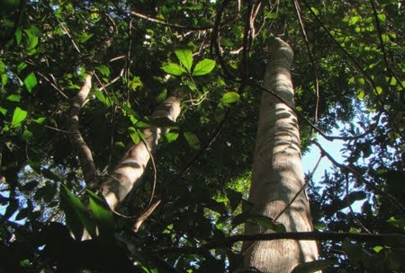 Floresta Nacional de Caxiuanã | Pará