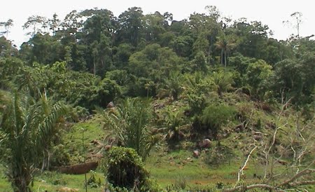 Parque Estadual Serra dos Reis | Rondônia Parque Estadual Serra dos Reis | Rondônia
