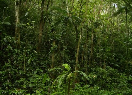 Área de Relevante Interesse Ecológico Projeto Dinâmica Biológica de Fragmentos Florestais | Amazonas Área de Relevante Interesse Ecológico Projeto Dinâmica Biológica de Fragmentos Florestais | Amazonas