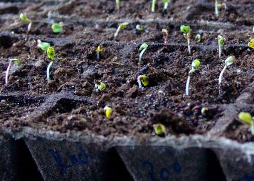 [4-18+Seed+Planting+010+web.JPG]