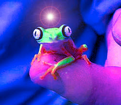 An Illuminated Frog