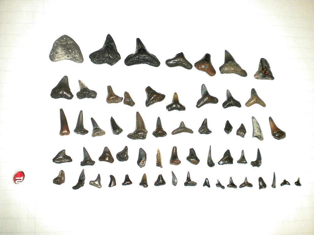 Del's Shells: Shark Teeth and Kitten Paws