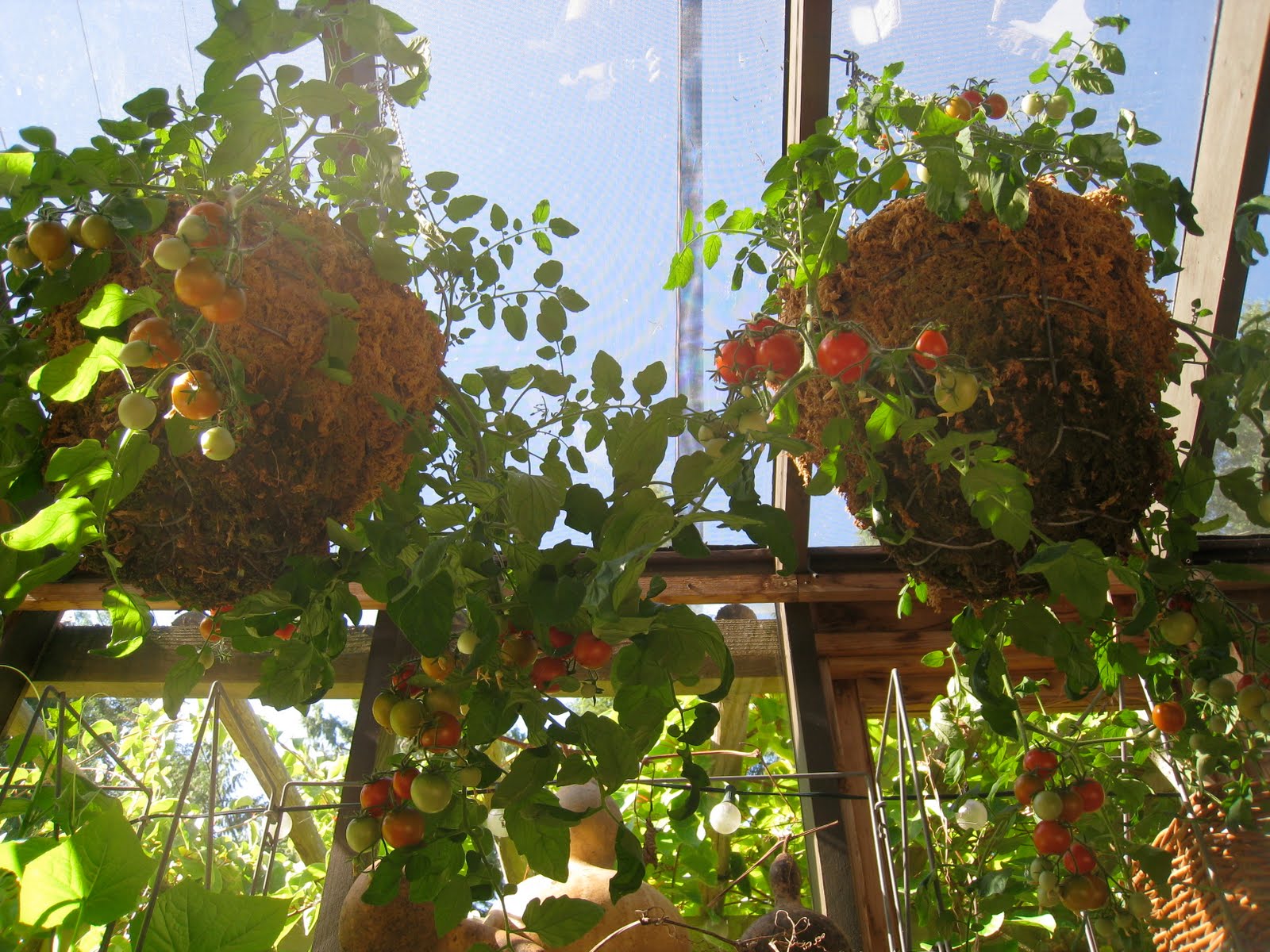 Christina's Garden Tumbler tomatoes in containers, part 1