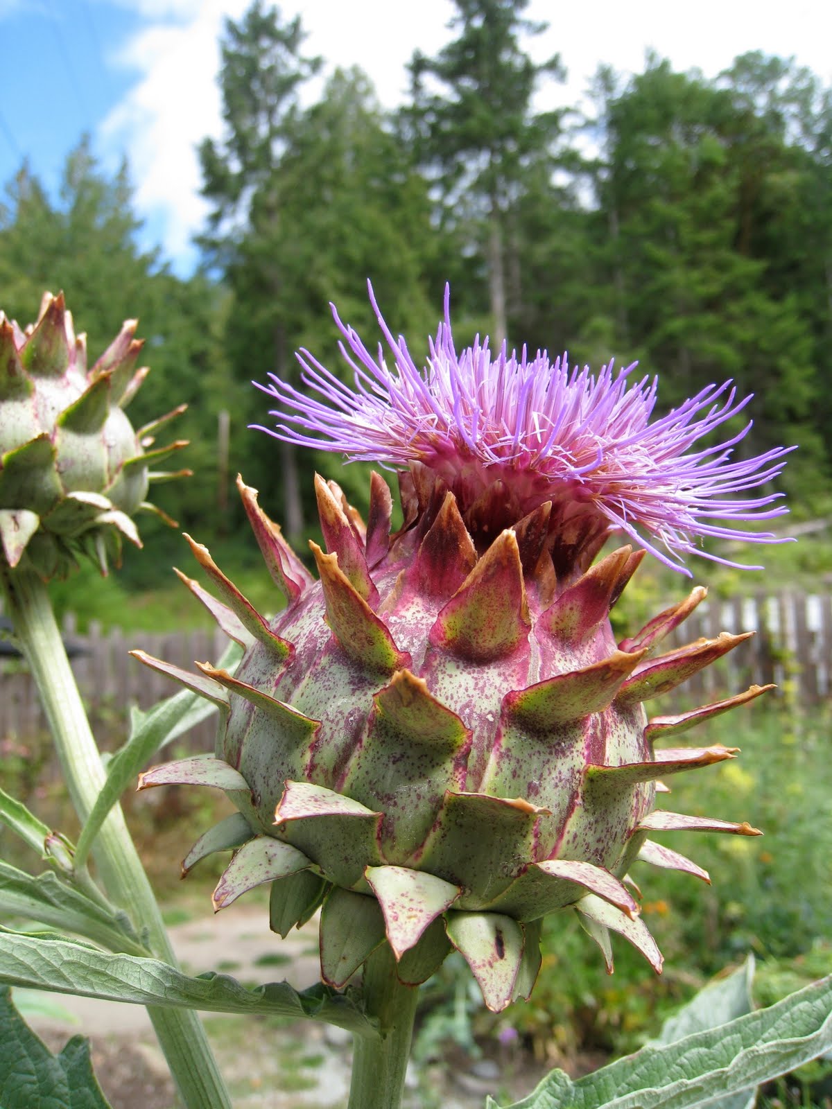 Christina's Garden: cardoons