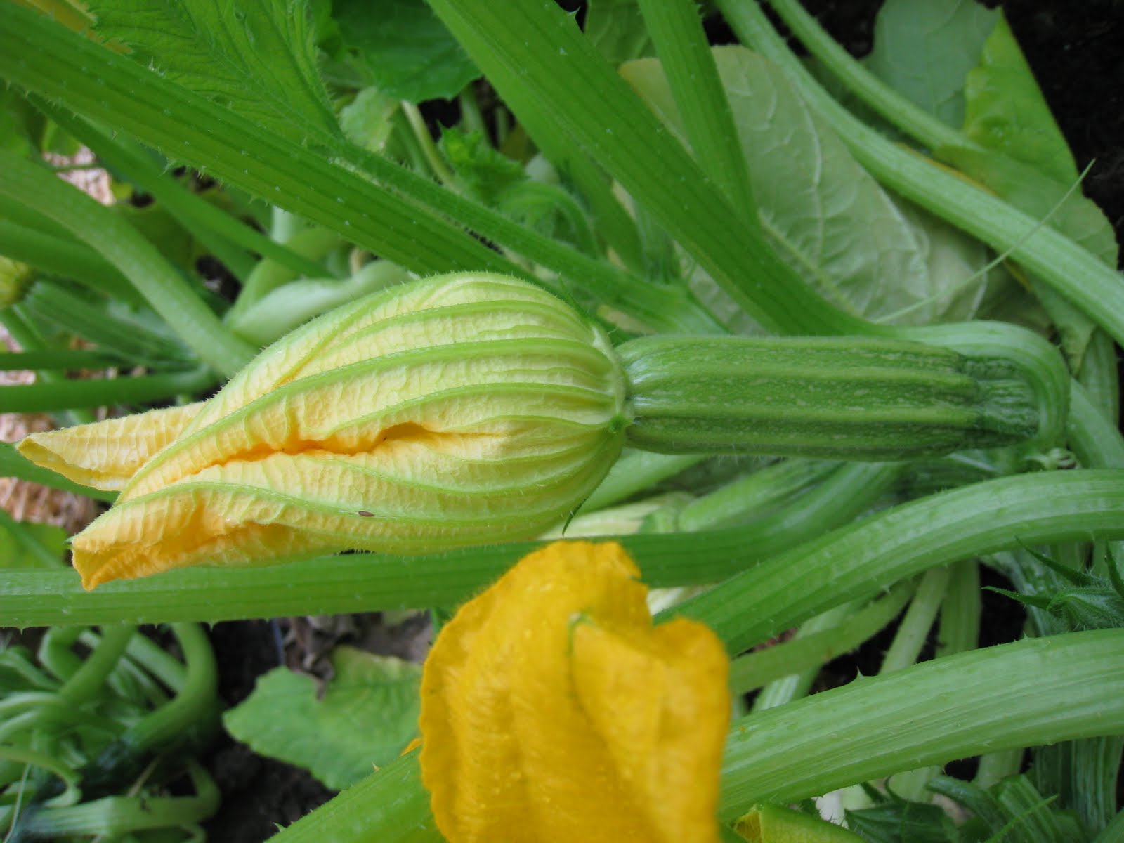 Christina's Garden zucchini blossoms