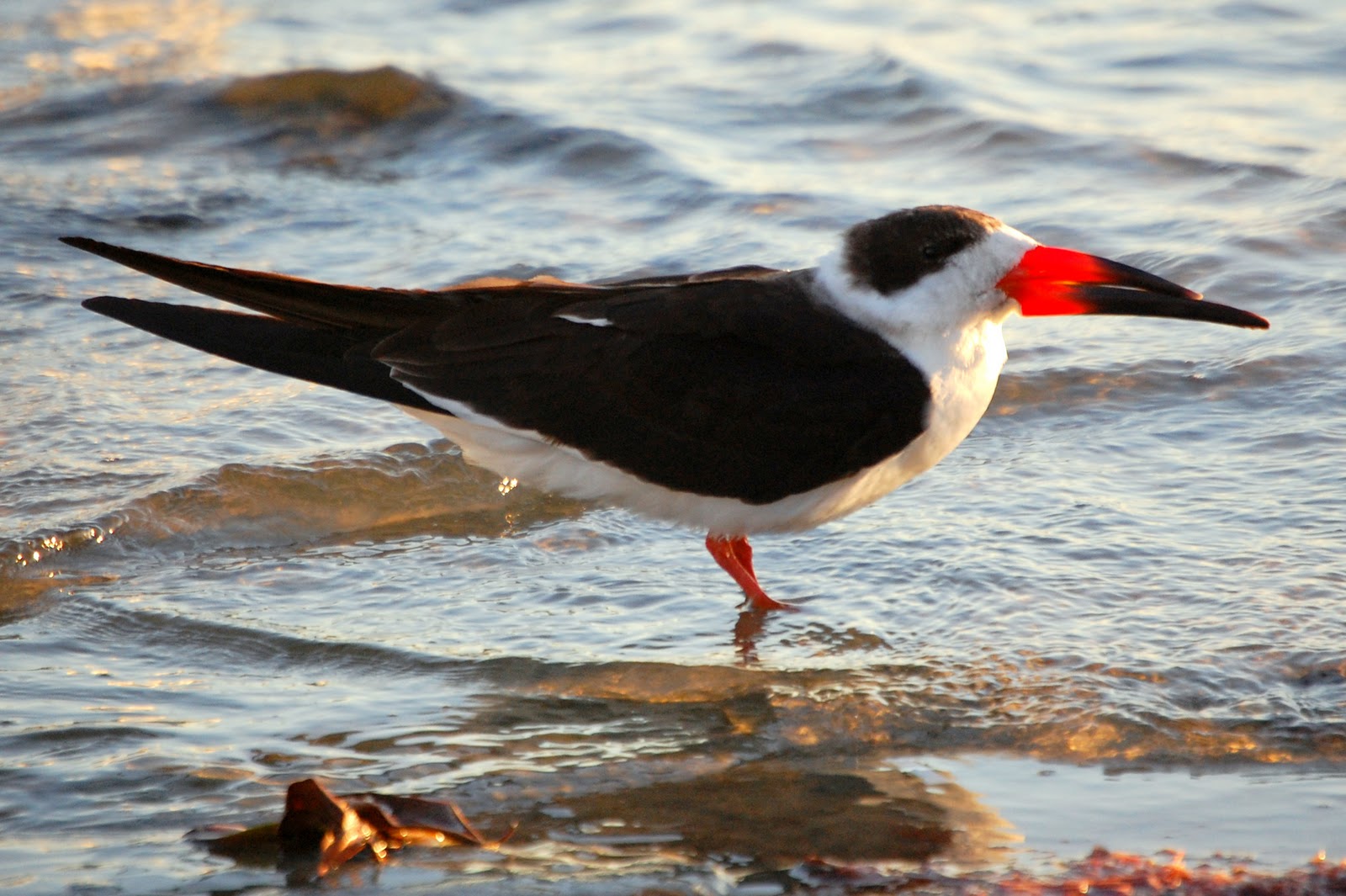 skimmers