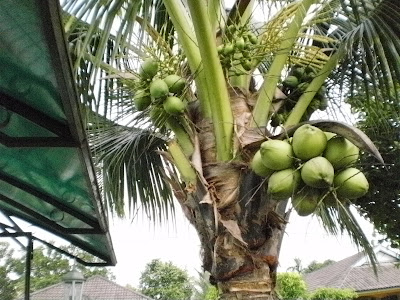 Khazanah Alam: Khasiat air kelapa muda