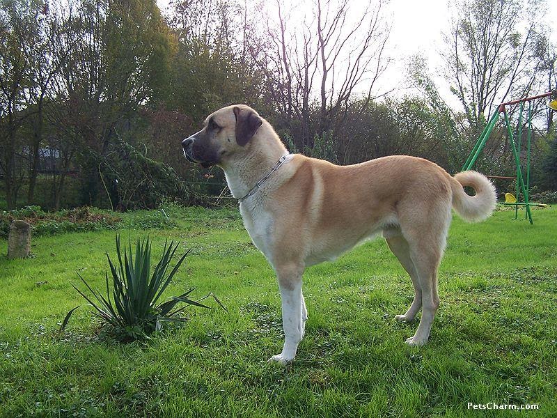 Kangal Dog