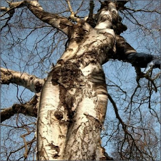 winter Vet Koopje Hersenspinsels: Wijsheid van een boom