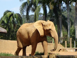Amo todos os elefantes do mundo!!