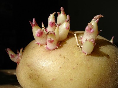 [800px-Potato_sprouts-400x300.jpg]