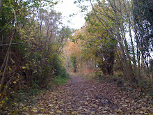 The Woods Near Whiteladies