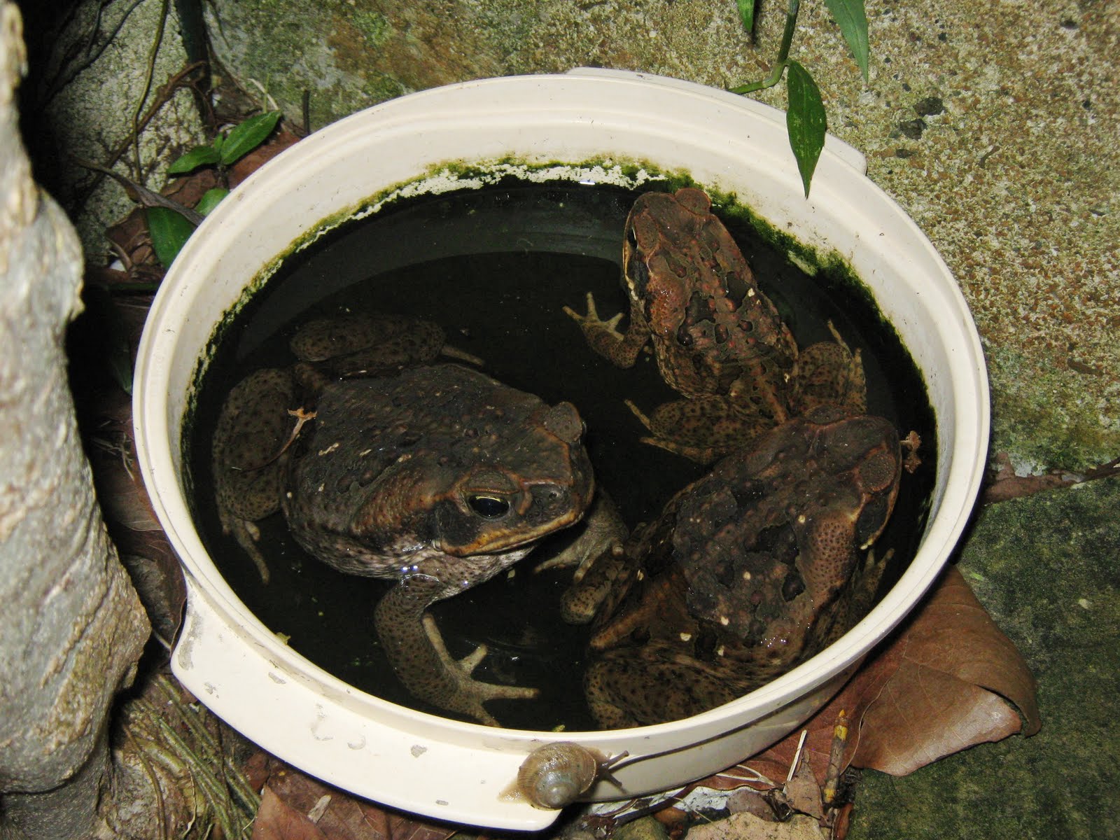 La vida en mi patio El jacuzzi de los sapos
