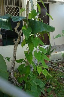 La vida en mi patio: En otros patios