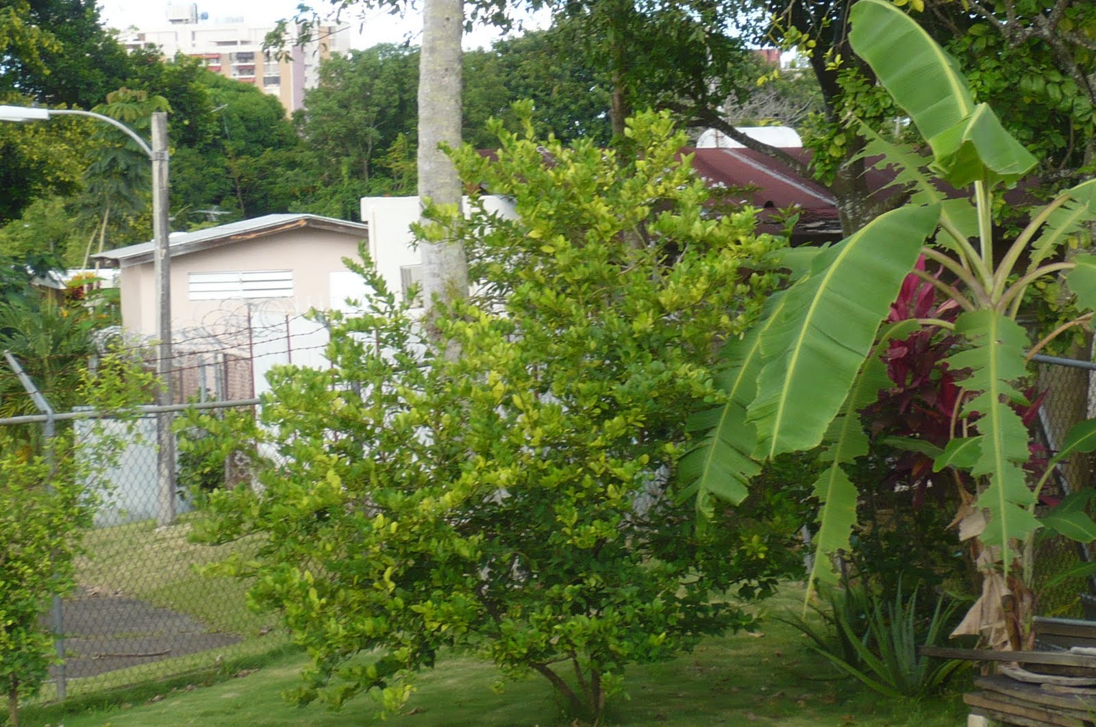 La vida en mi patio: agosto 2010