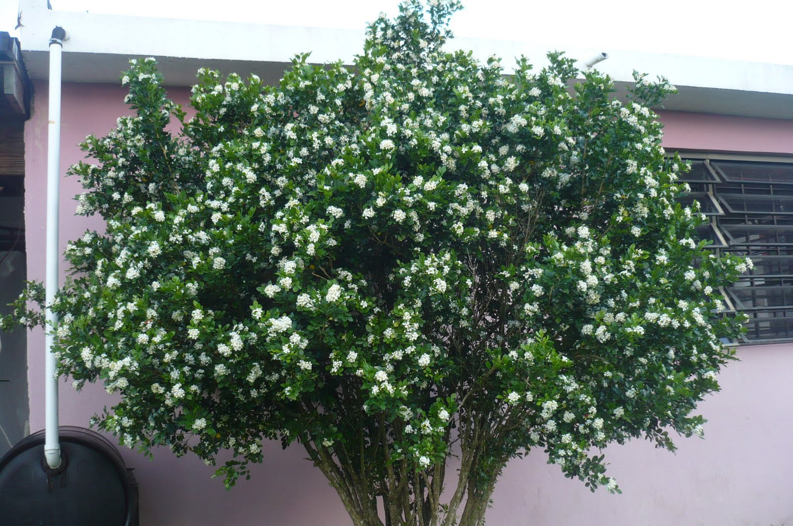 La vida en mi patio: La visita de las abejas