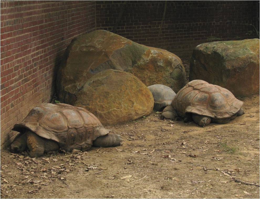 Beasts in a Populous City Shell Mountain