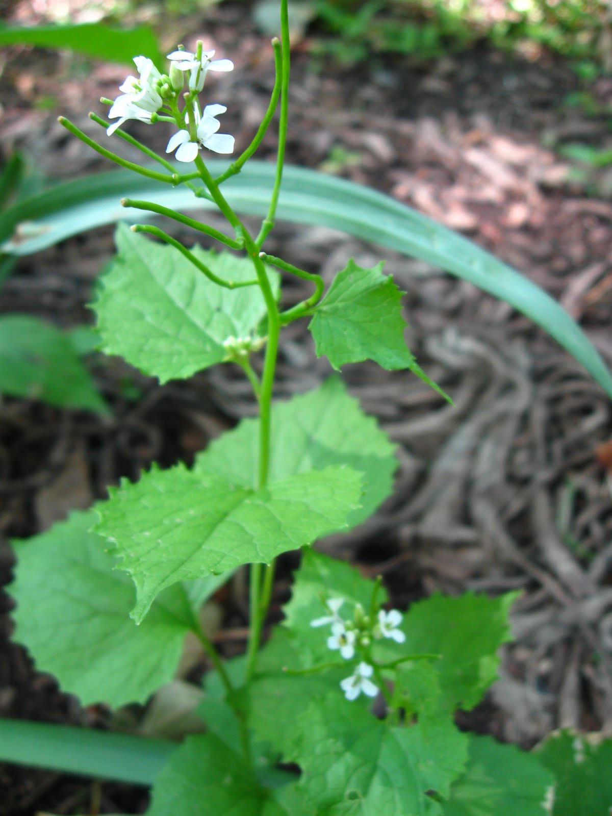New York City Wildflowers Garlic mustard