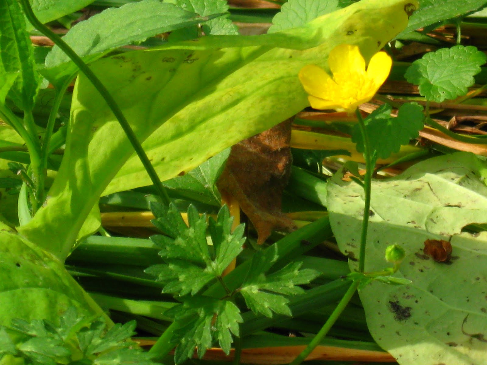 New York City Wildflowers Creeping buttercup