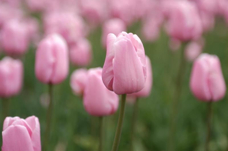 [tulipani+rosa.jpg]