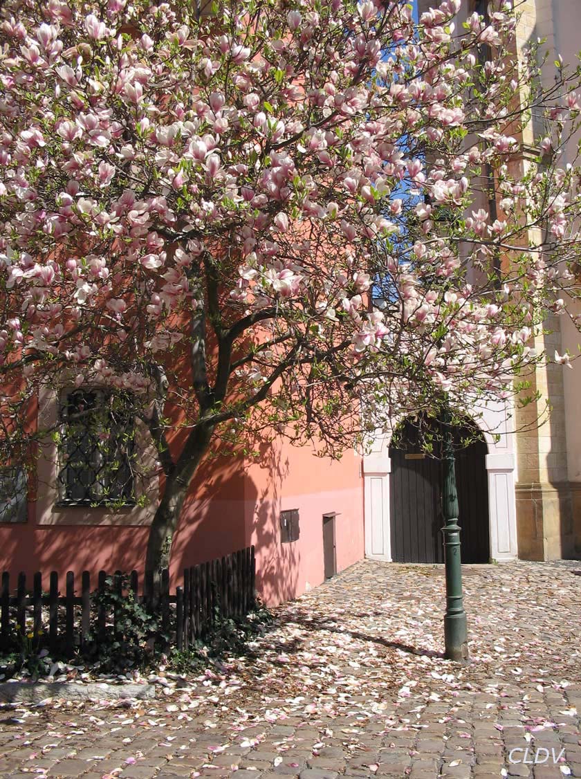 [Prague_magnolia+copy.jpg]