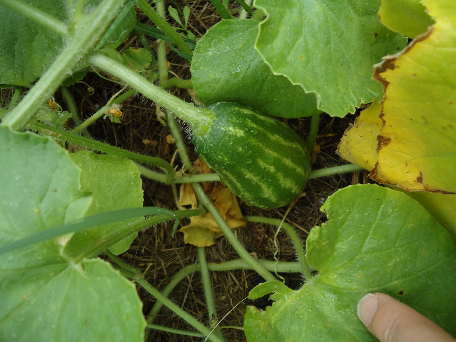 Daddy's girls! Garden watermelon, squash, and pumpkin!