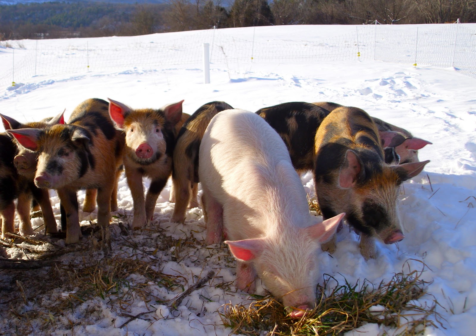 Groundworks Farm | The Pigs Have Arrived