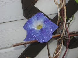 First Morning Glory