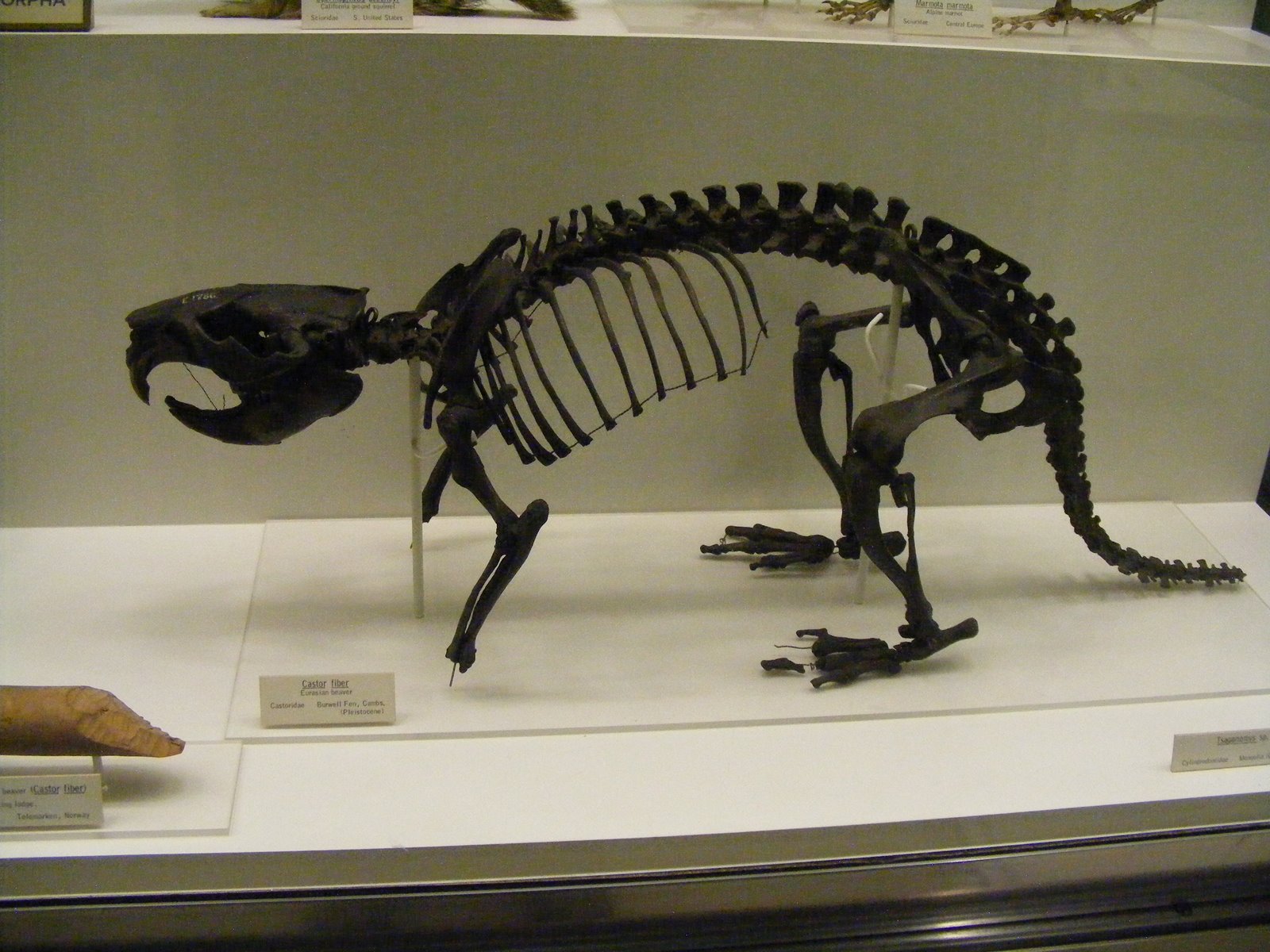 [european+beaver+fossil+skeleton+-+cambridge+zoology+museum.JPG]