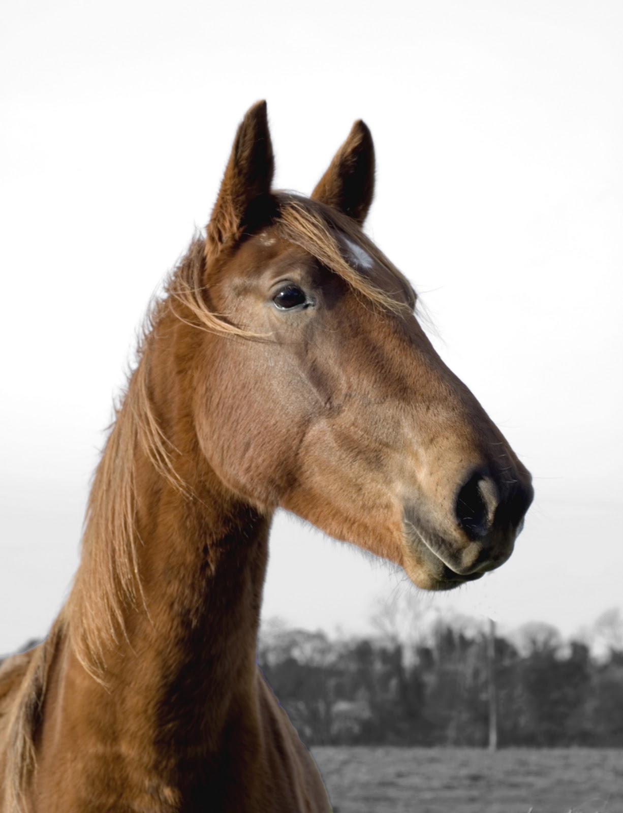 A BLOG AND BEYOND Salmon Leap Antrim