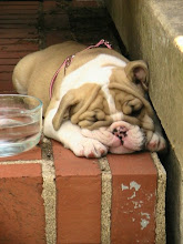 baby bulldog