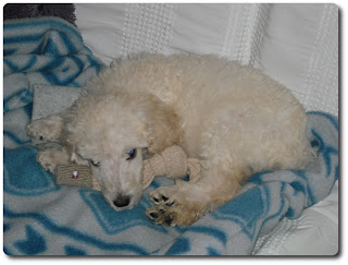 Culinary Alchemy: Pitter Patter of Puppy Paws - A Bouncing Baby Boy!