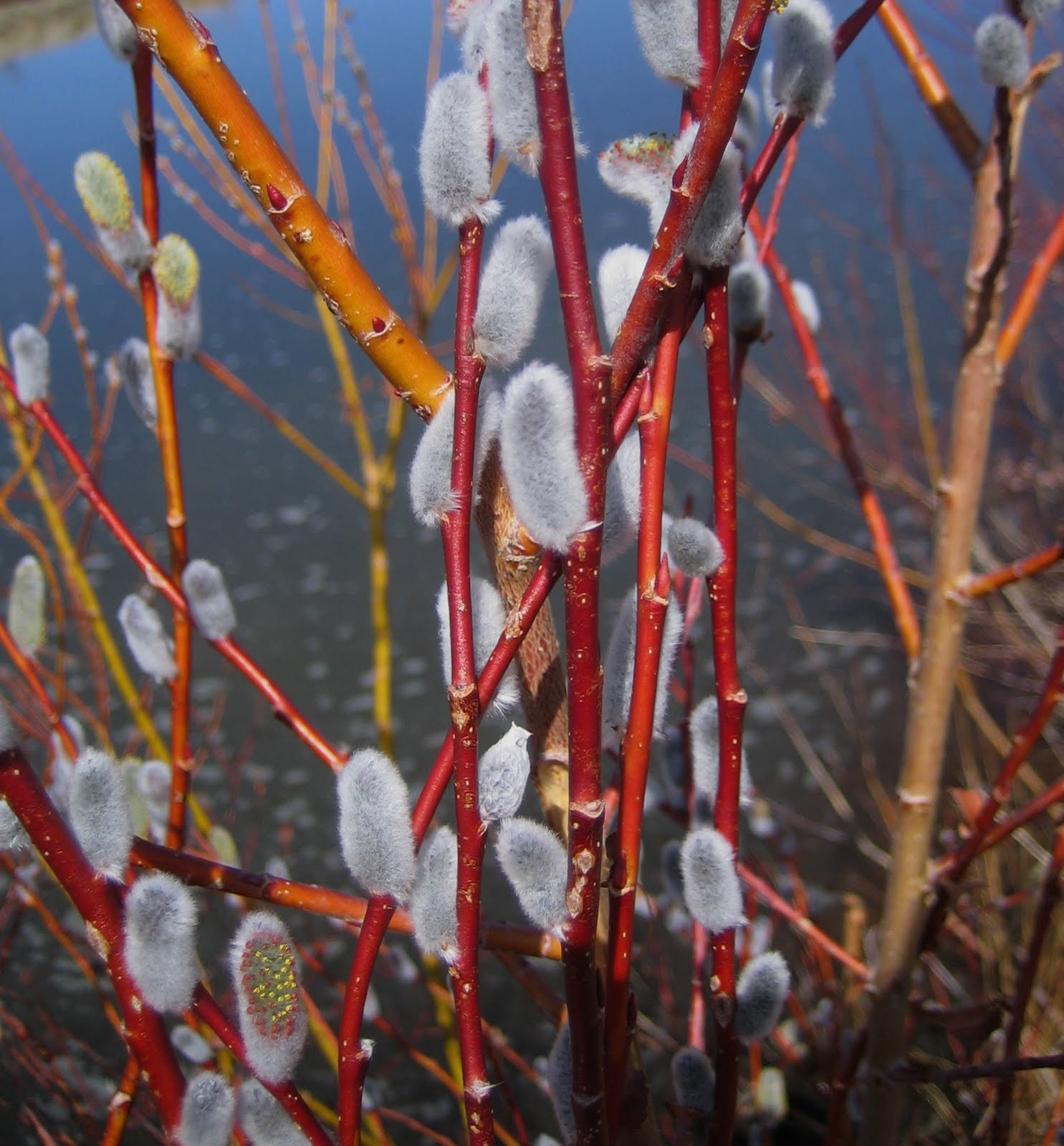 And Waterfowl And Songbirds Like This Yellow Headed Blackbird