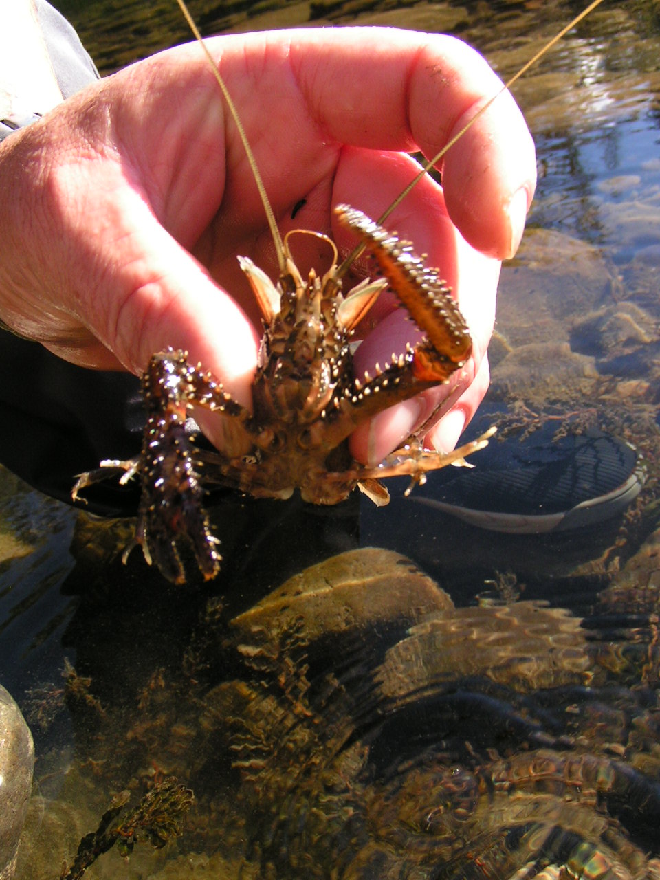 Curious Kai Koura / Freshwater Crayfish
