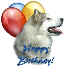 alaskan_malamute_happy_birthday_balloons_postcard-p239728638728451545qibm_400.jpg