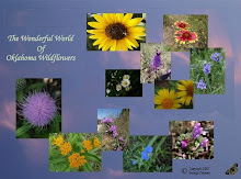 Return to Oklahoma Wildflower  Blog