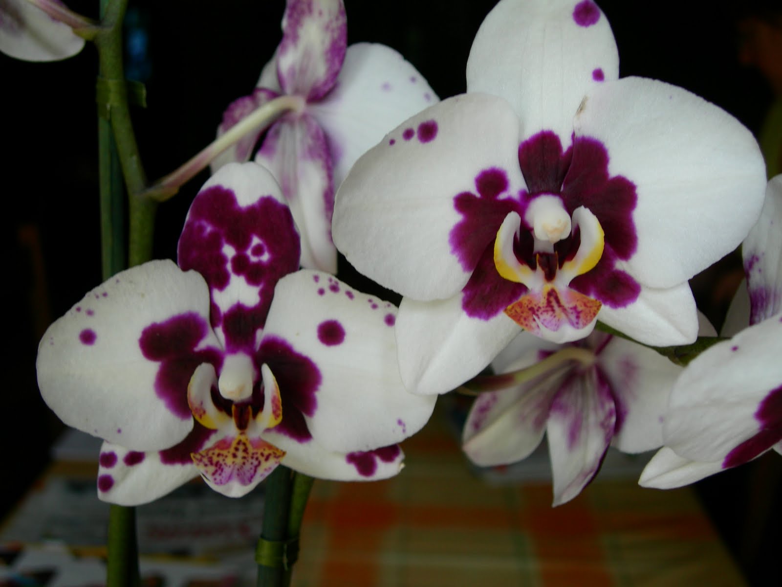 Phalaenoflora Entretien des orchidées " Phalaenopsis — free download