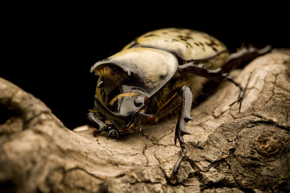 missouri nature photography: Hercules Beetle