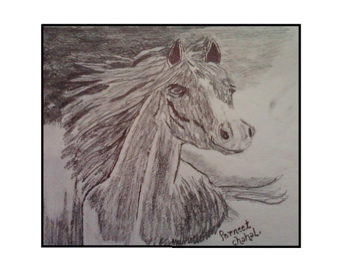 horse pencil png horse pencil png