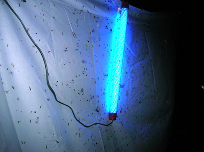 Gossamer Tapestry: July 2008