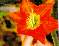 PlantaSonya: Amarilis (Açucena, Açucena-laranja, Flor-da- imperatriz
