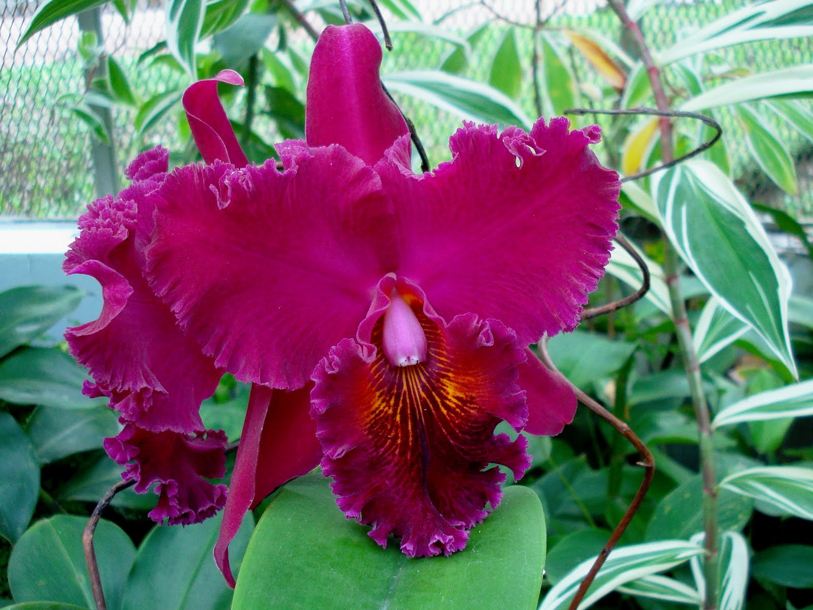 [orquidea-espetacular-foto-ladyce-west.jpg]