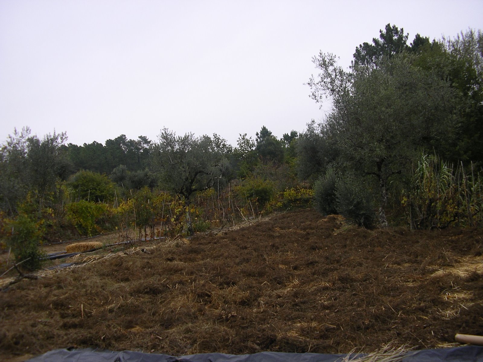 [2008-11-06+010.JPG]