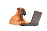 Dog can Read email and make money