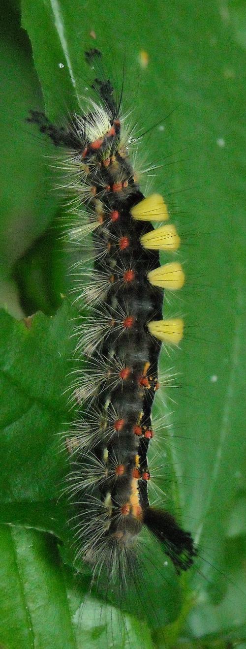 Orgyia antiqua