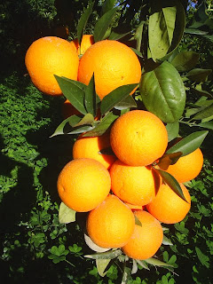 Naranjas de Palma del Rio (Córdoba)