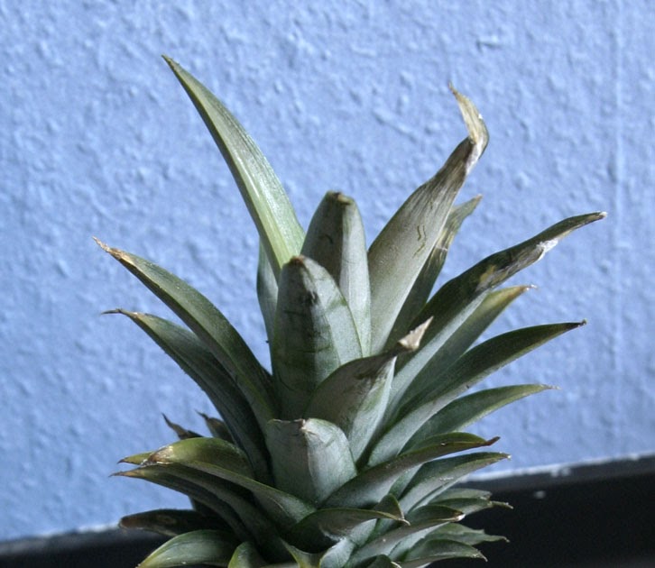 Healthy Food & Life Natural Remedies to Relieve a Sore Throat