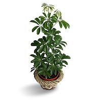 houseplant houseplant